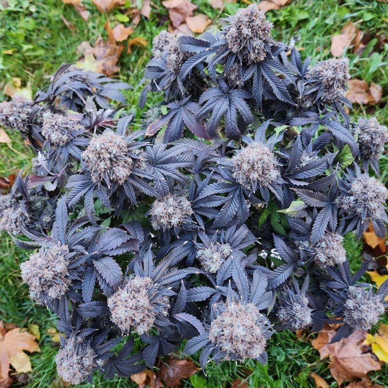 Nepal Kush CBD – léčebná odrůda marihuany, semena konopí