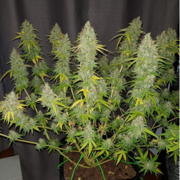 Caramel King CBD – léčebná odrůda marihuany, semena konopí