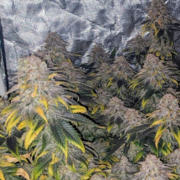 Great White Shark CBD - léčebná odrůda marihuany, semena konopí