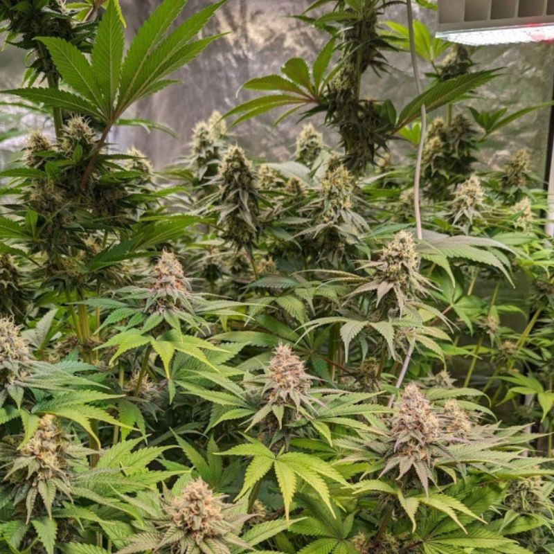 Cheese CBD - léčebná odrůda marihuany, semena konopí