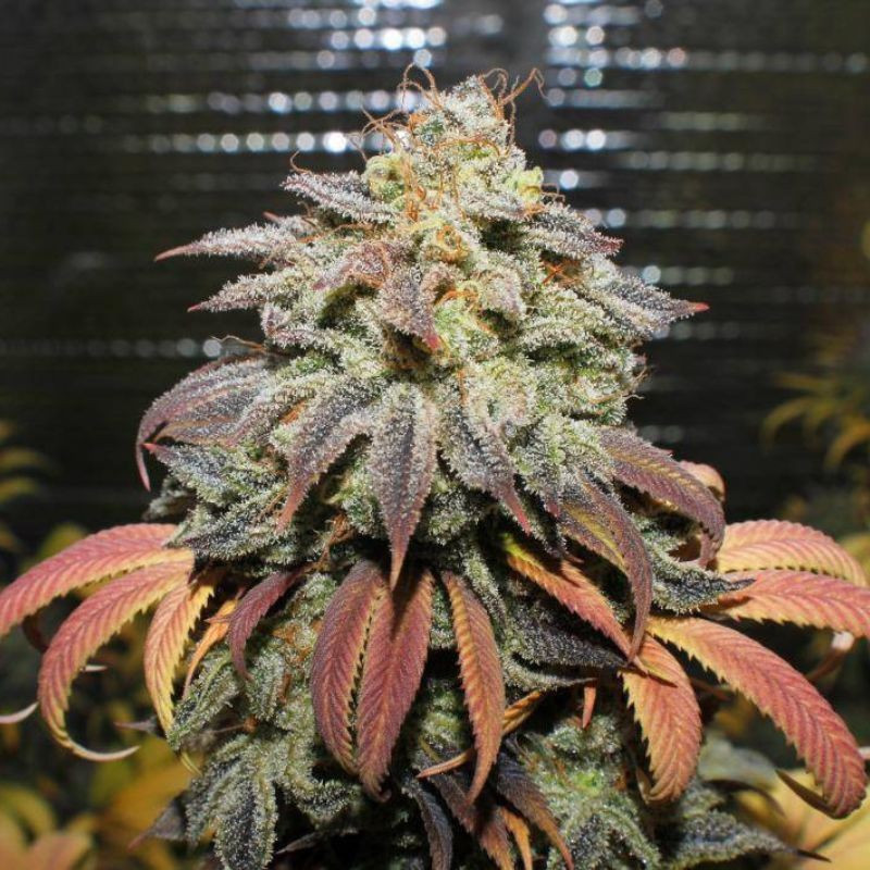 Coffee Ryder Auto - léčebná odrůda marihuany, semena konopí