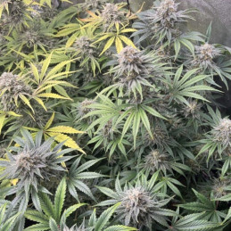 DoSiDos Auto - automatická odrůda marihuany, semena konopí