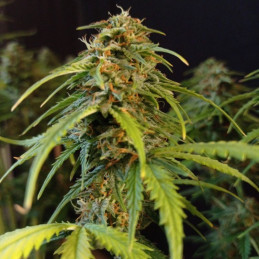 Gorilla Glue Auto - automatická odrůda marihuany, semena konopí