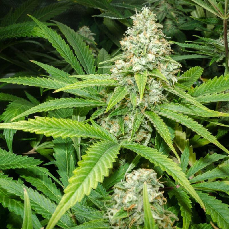 Green Skunk Auto - automatická odrůda marihuany, semena konopí