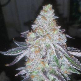 Lavender Auto - automatická odrůda marihuany, semena konopí