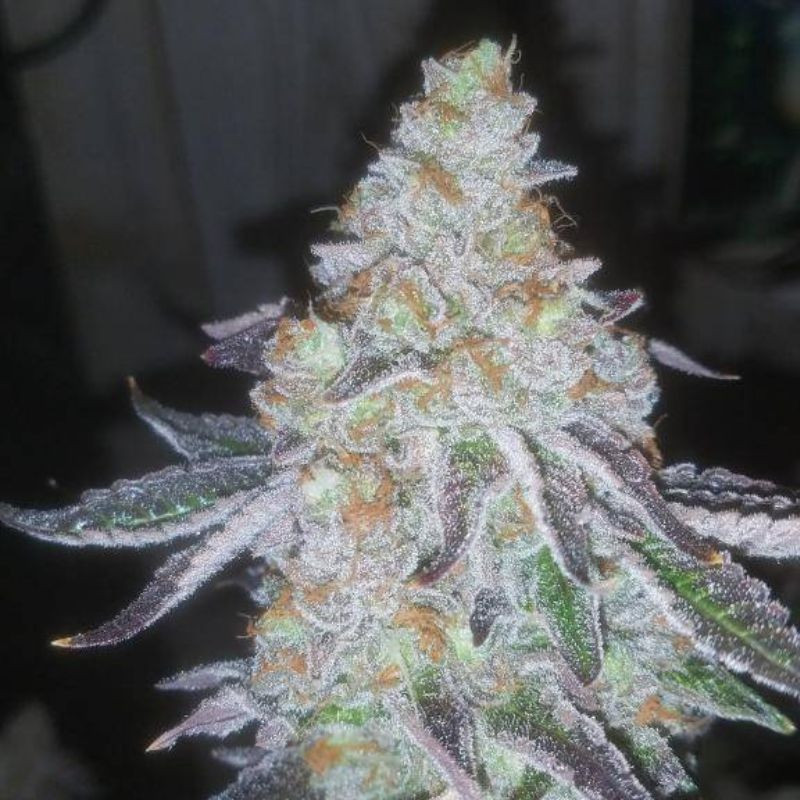 Lavender Auto - automatická odrůda marihuany, semena konopí