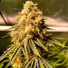 Mimosa Auto - automatická odrůda marihuany, semena konopí