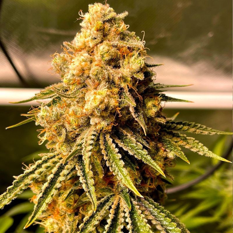 Mimosa Auto - automatická odrůda marihuany, semena konopí