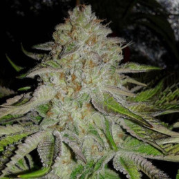 OG Kush Auto - automatická odrůda marihuany, semena konopí