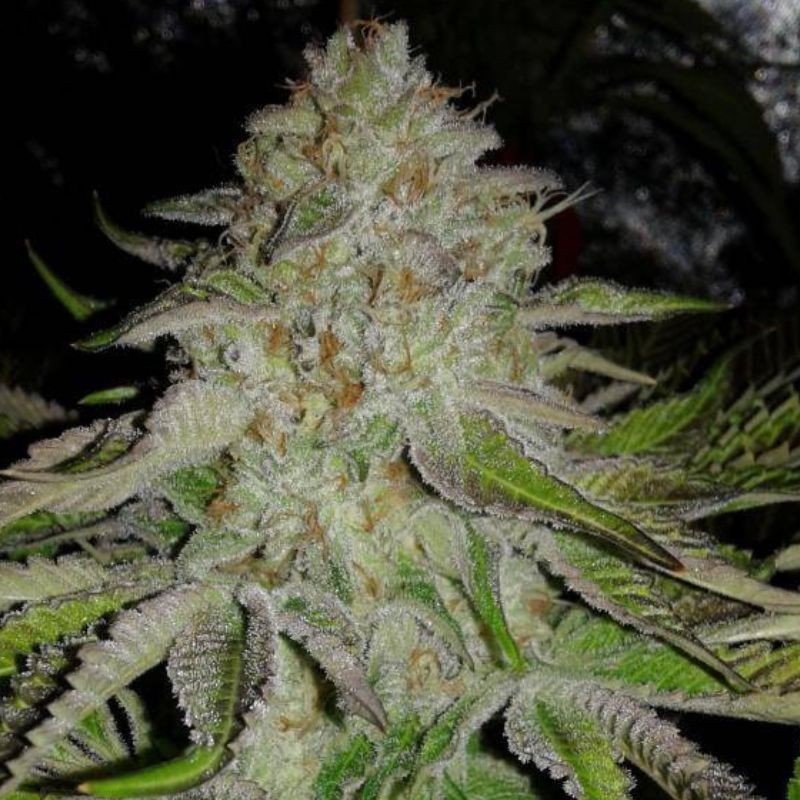 OG Kush Auto - automatická odrůda marihuany, semena konopí