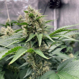 Northern Light Auto - automatická odrůda marihuany, semena konopí