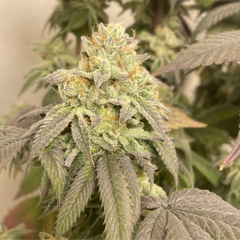 Power Plant Auto - automatická odrůda marihuany, semena konopí