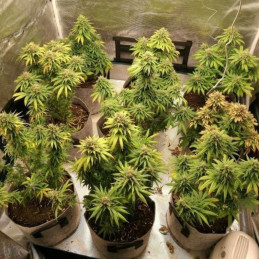 Watermelon Auto - automatická odrůda marihuany, semena konopí