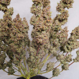 White Dwarf Auto - automatická odrůda marihuany, semena konopí