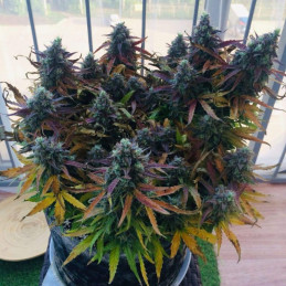 Blueberry Auto - automatická odrůda marihuany, semena konopí