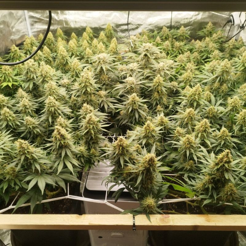 Zkittlez - odrůda marihuany, semena konopí