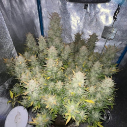 Tropicana Cookies - odrůda marihuany, semena konopí