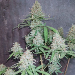 The Unlimited - odrůda marihuany, semena konopí