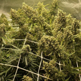 Strawberry Kush - odrůda marihuany, semena konopí