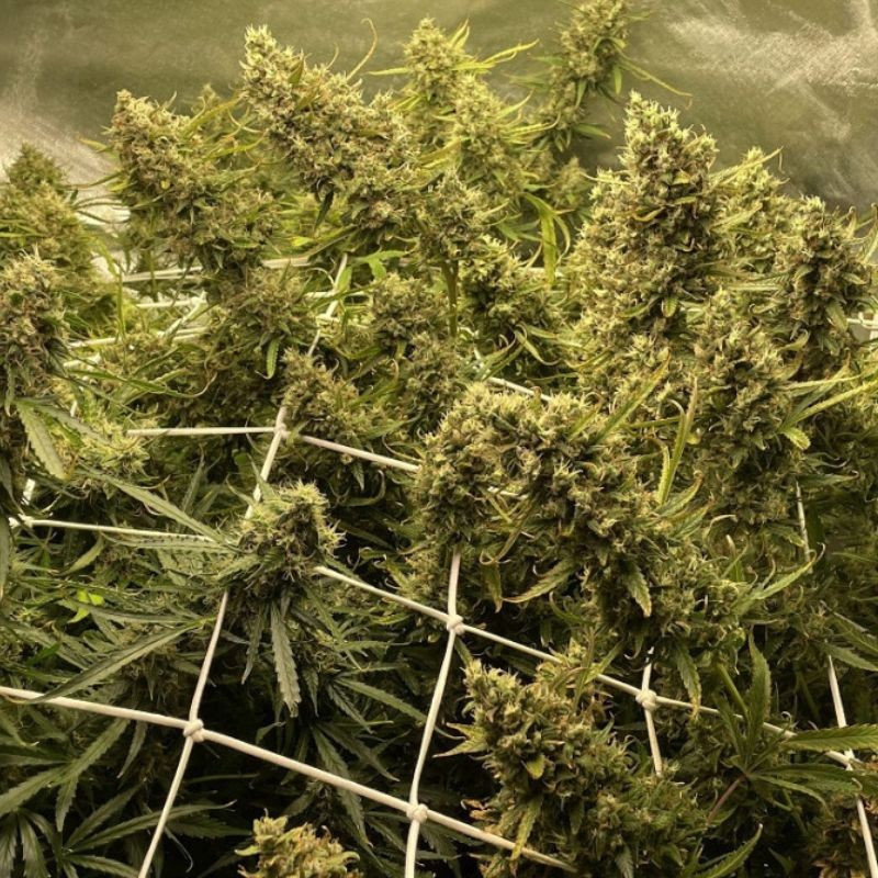 Strawberry Kush - odrůda marihuany, semena konopí