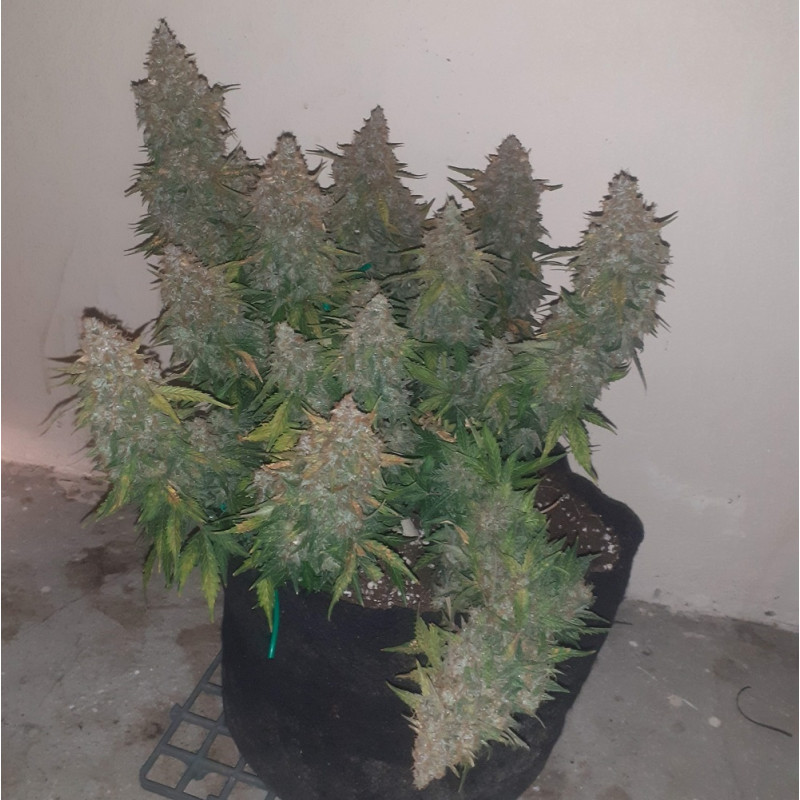 Somango - odrůda marihuany, semena konopí