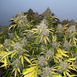 Special Skunk - odrůda marihuany, semena konopí