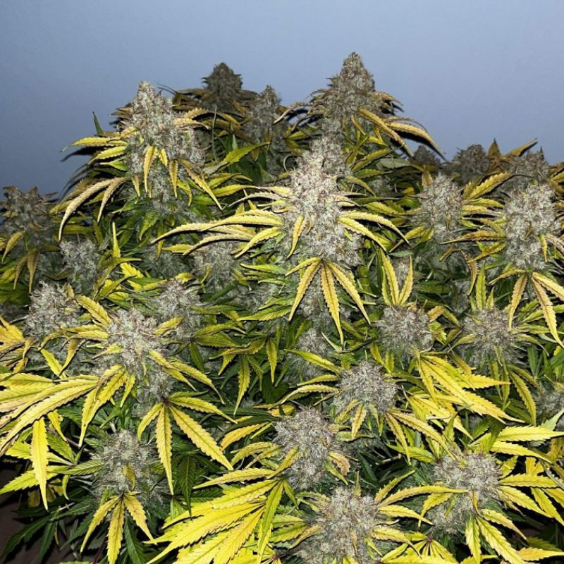 Special Skunk - odrůda marihuany, semena konopí