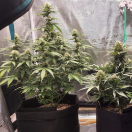Special Haze - odrůda marihuany, semena konopí