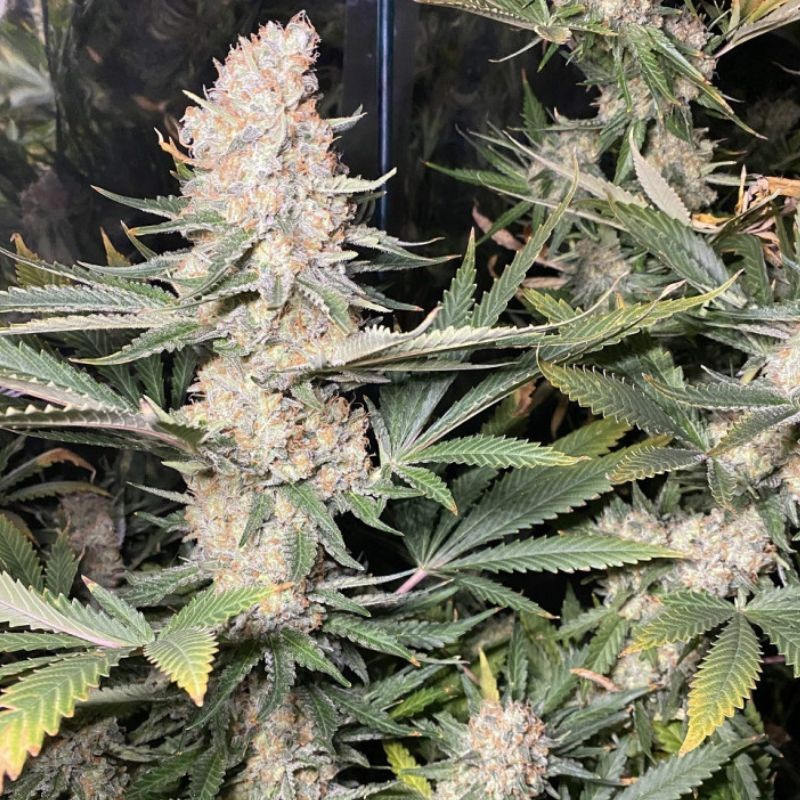 Super Skunk - odrůda marihuany, semena konopí