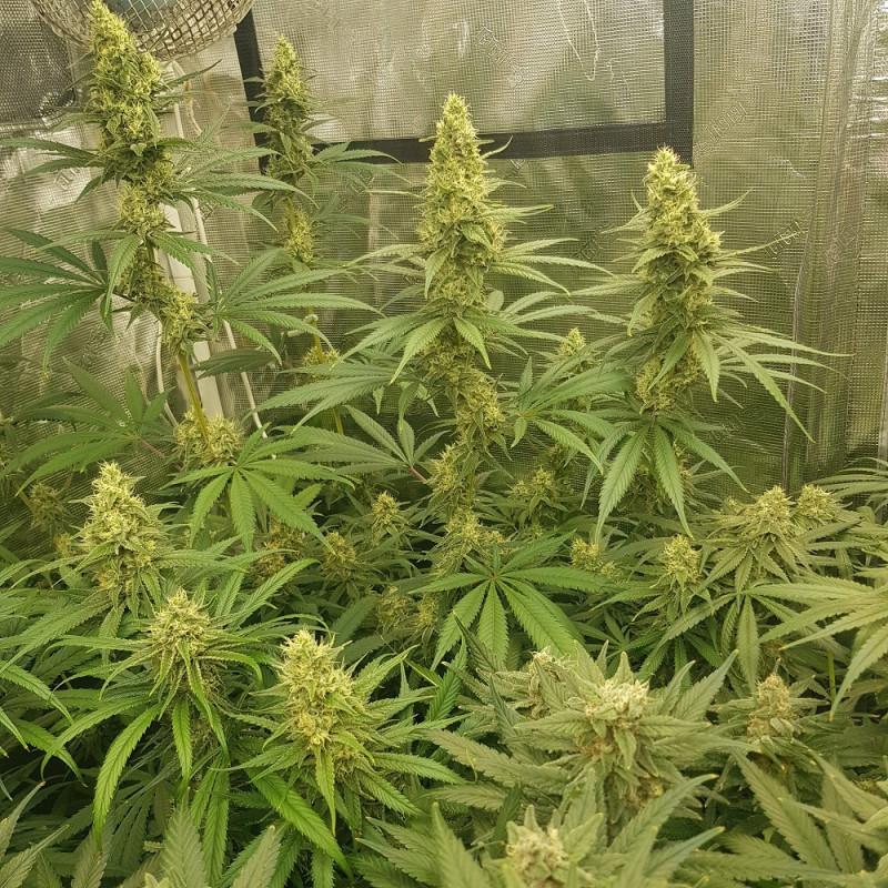 Sherbet - odrůda marihuany, semena konopí