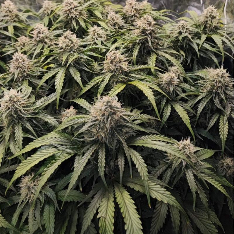 Runtz - odrůda marihuany, semena konopí