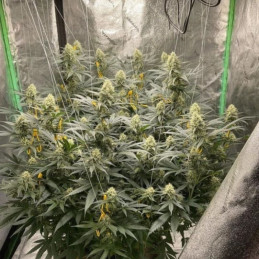 LSD - odrůda marihuany, semena konopí