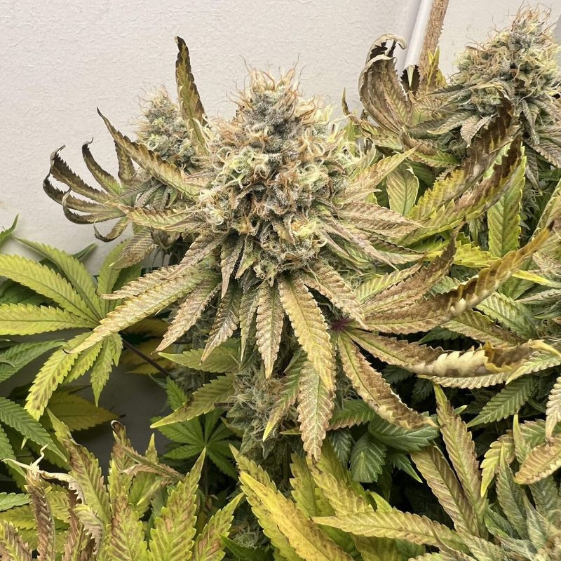 Northern Light - odrůda marihuany, semena konopí