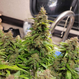 Neville's Haze - odrůda marihuany, semena konopí