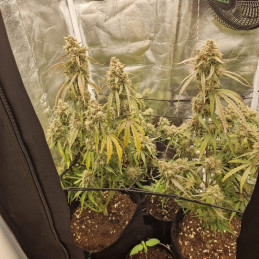 NYC Diesel - odrůda marihuany, semena konopí