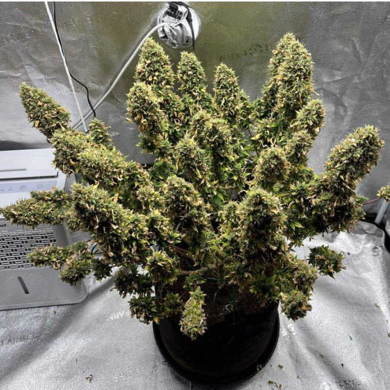 Mimosa - odrůda marihuany, semena konopí