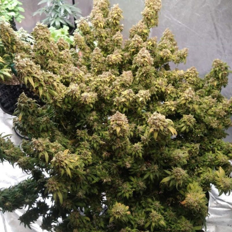 Mazar Extra - odrůda marihuany, semena konopí