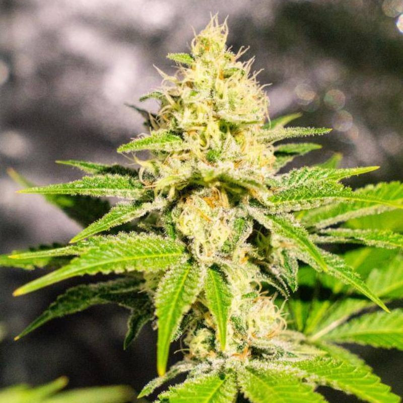 Mister Kush - odrůda marihuany, semena konopí