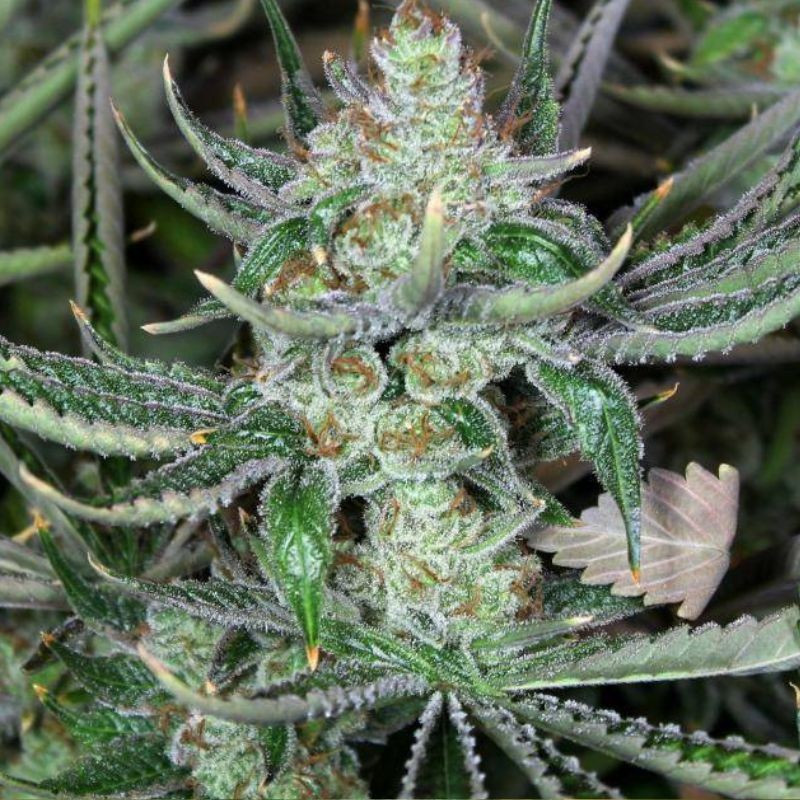 Bob Marley - odrůda marihuany, semena konopí