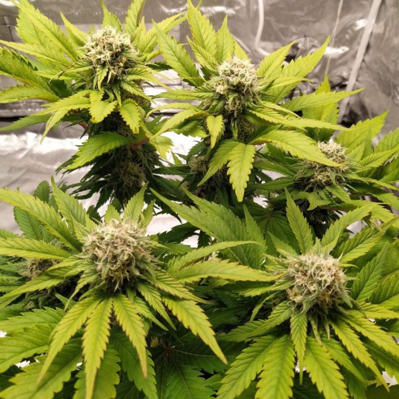 Lemon Juice - odrůda marihuany, semena konopí