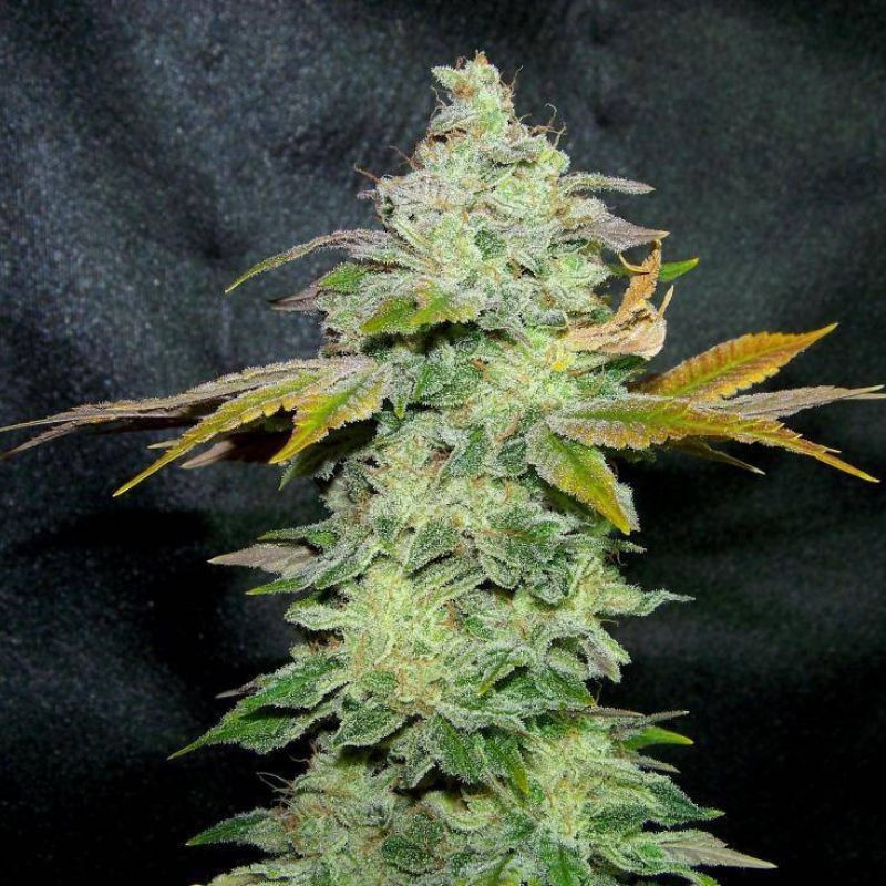 Lavender - odrůda marihuany, semena konopí