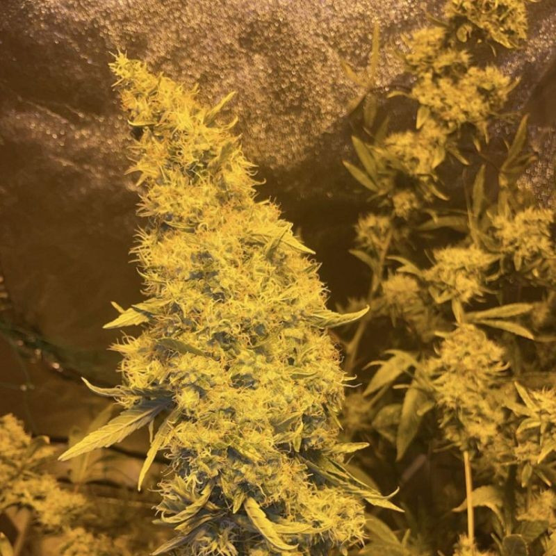 Kali Mist - odrůda marihuany, semena konopí