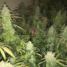 Kalashnikova - odrůda marihuany, semena konopí