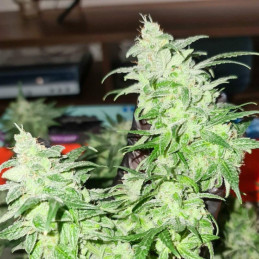 Gorilla Glue - odrůda marihuany, semena konopí