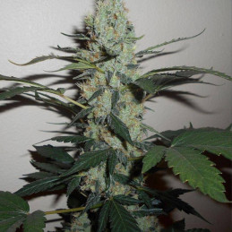 Green Crack - odrůda marihuany, semena konopí