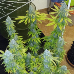 Crystal Candy - odrůda marihuany, semena konopí