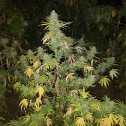 Grapefruit - odrůda marihuany, semena konopí