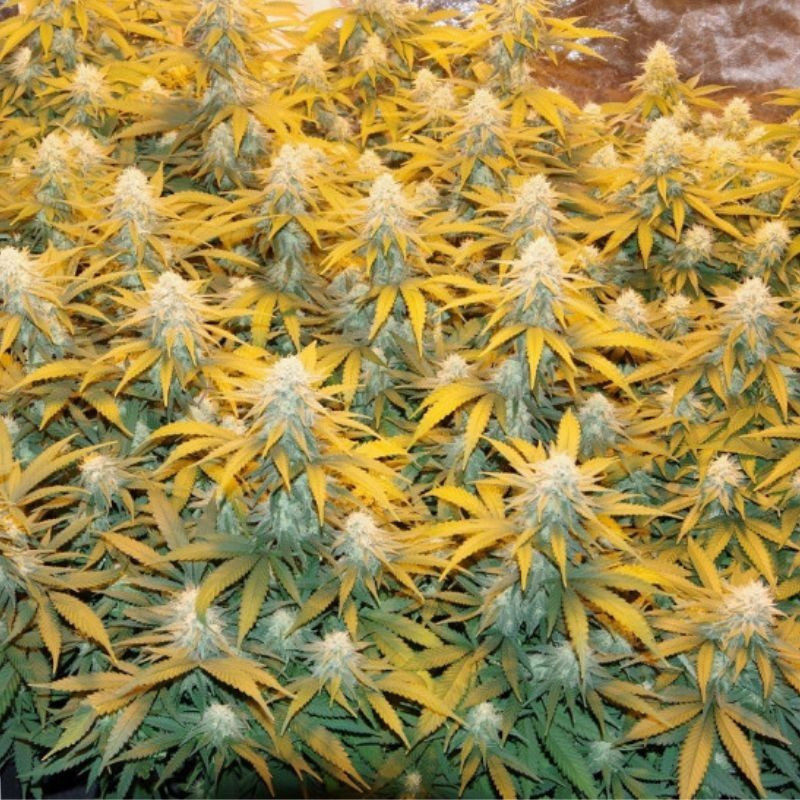 Great White Shark - odrůda marihuany, semena konopí