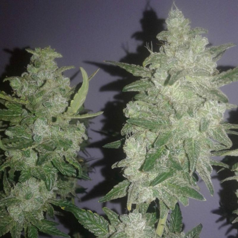 Gelato - odrůda marihuany, semena konopí