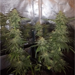 Special Mintz - odrůda marihuany, semena konopí